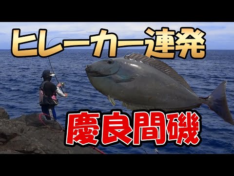 沖縄釣り 慶良間磯 長崎のフカセ釣りでヒレーカー連発 Youtube