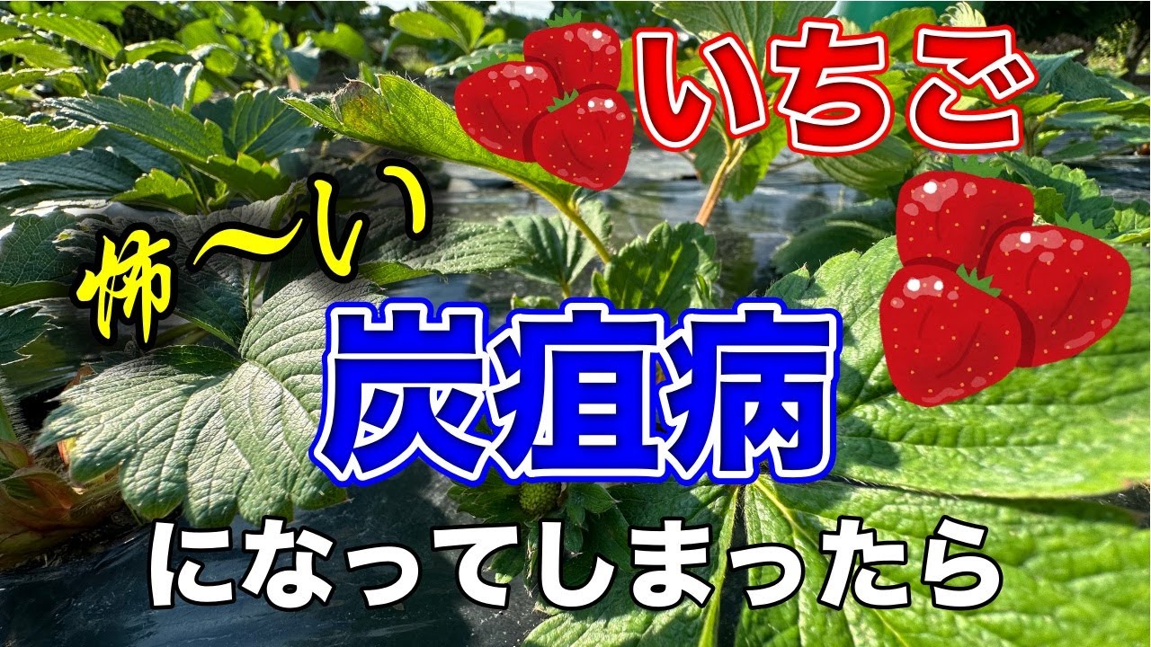 もしも？？あなたのイチゴが病気にかかってしまったら？？〜サラリーマンでも出来るいちご栽培シリーズ〜