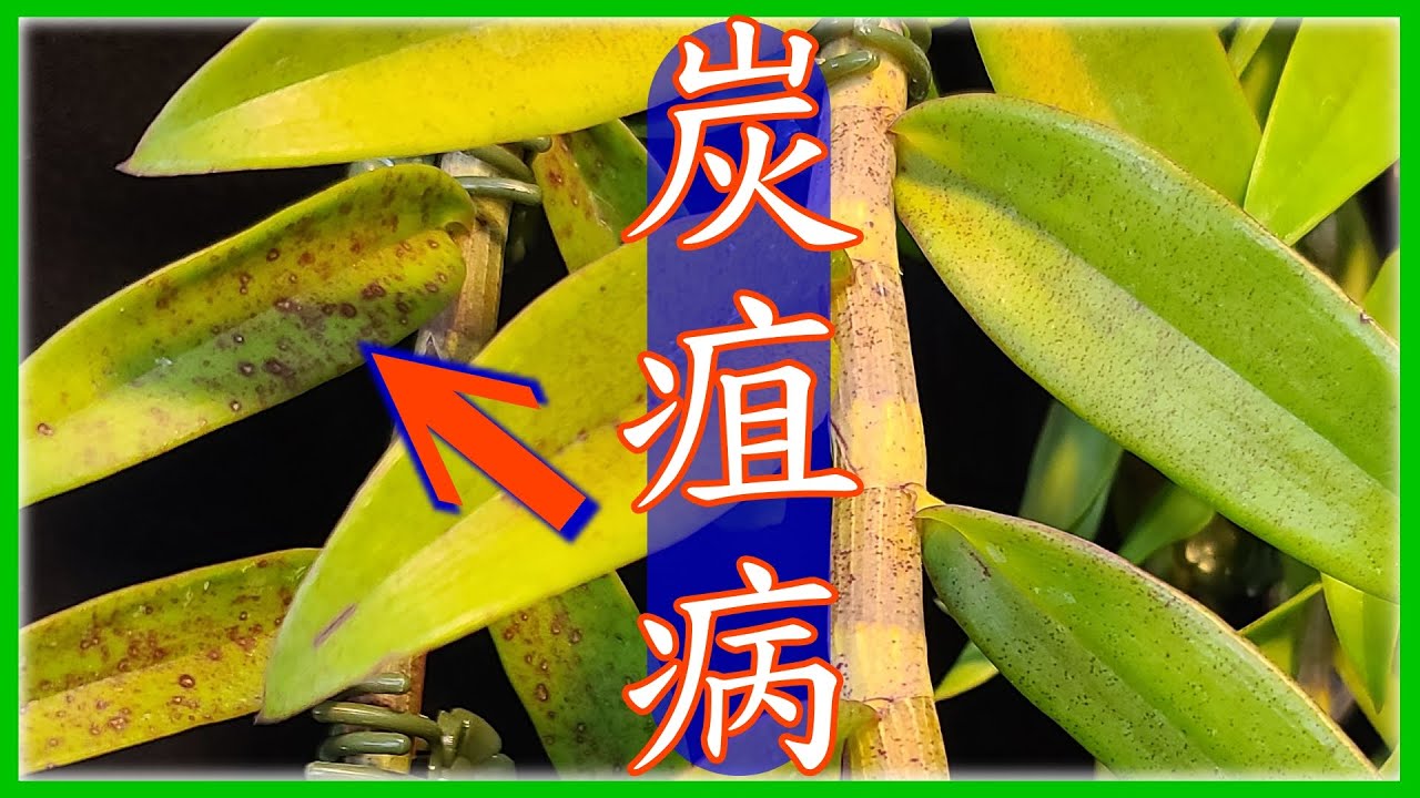 【石斛蘭】初學入門 | 蘭花常見疾病 | 炭疽病 - Part 37 - YouTube