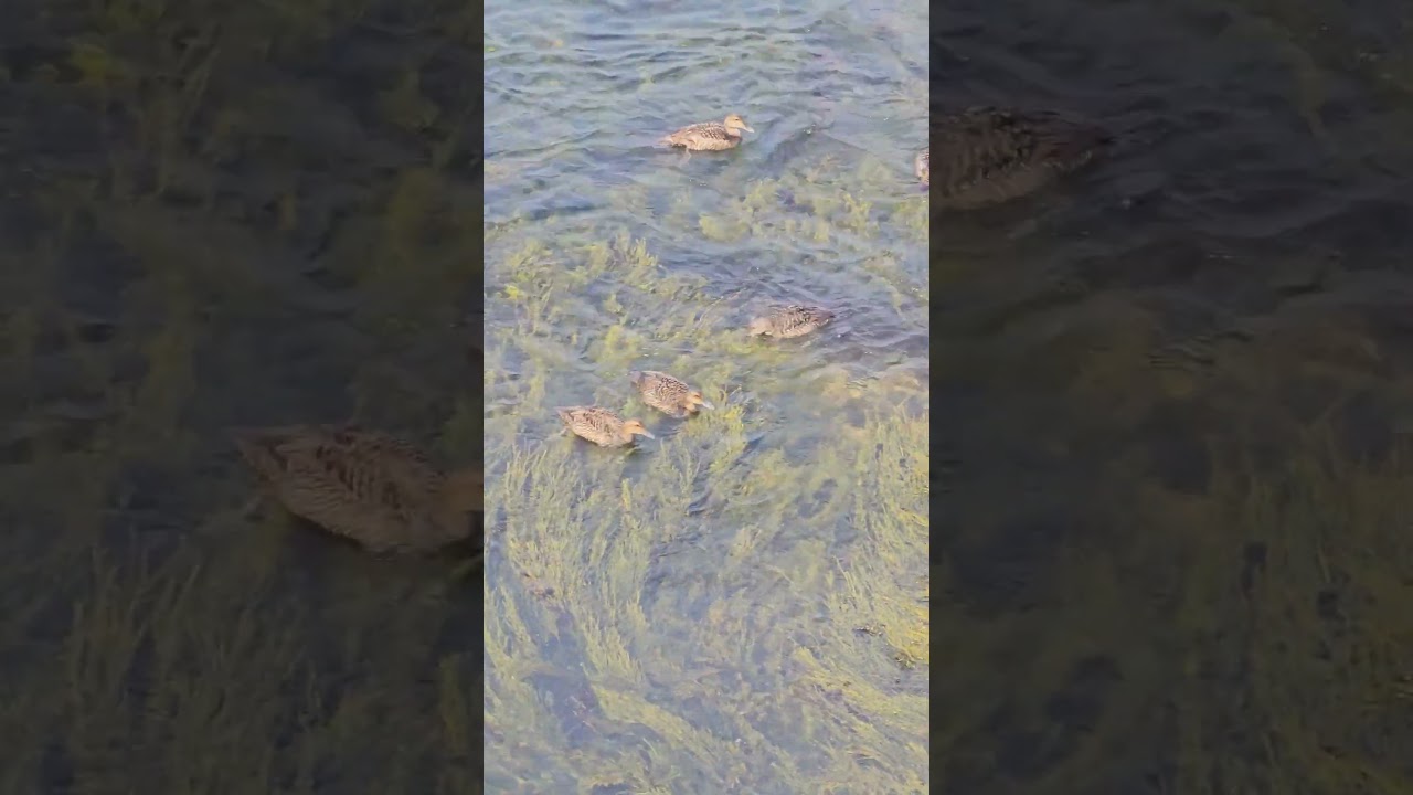 Common Eider Ducks Feeding Underwater | Casco Bay, Maine