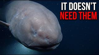 Why Deep-Sea Eels Have No Eyes At All