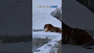 Download Lagu #winter #cold #shorts MP3