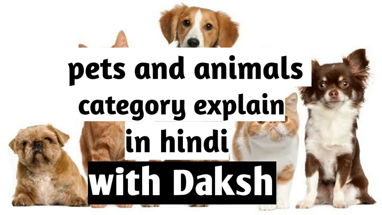 Pets and animal category explain in hindi | YouTube category explain in