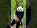 This Panda Is Bringing the Moves🐼💃#panda #cute #interesting #shorts #dance #animals
