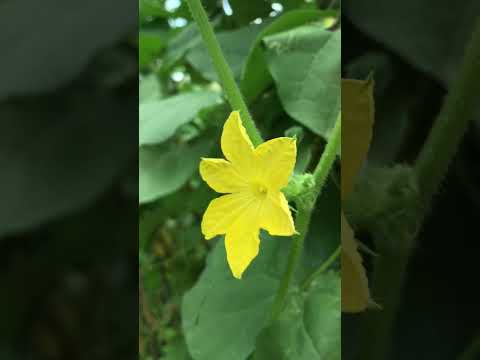 Life is better with flowers🌸!! #flowers #follower #youtubeshort #youtubeshorts