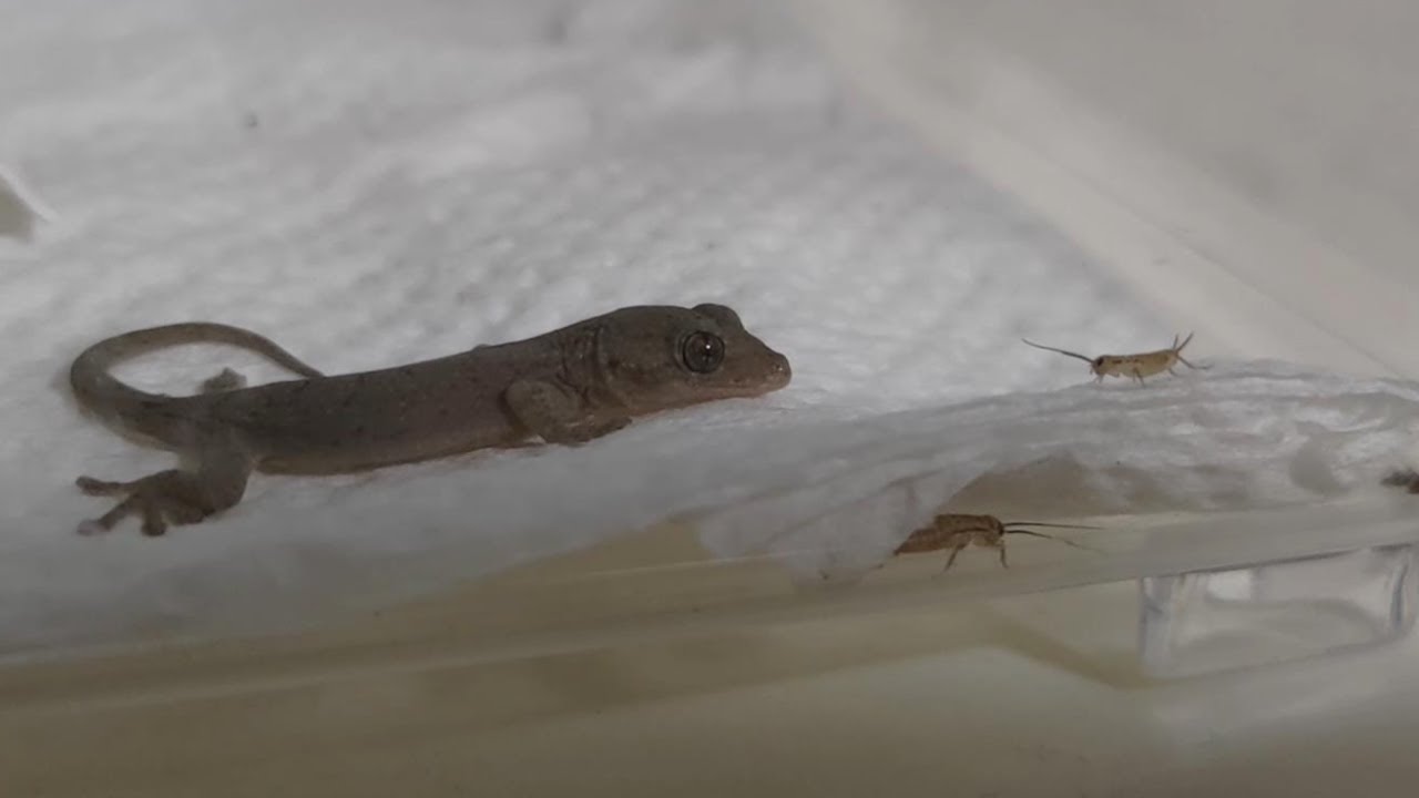 野生の赤ちゃんヤモリがレオパドライを食べなくなったので爬虫類俱楽部大宮店にヨーロッパイエコオロギssを買いに行きました 初めてのイエコ Youtube