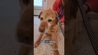 Uratowany po 14 latach w zamknięciu, jest po badaniach 🥹 #dog #help #shorts