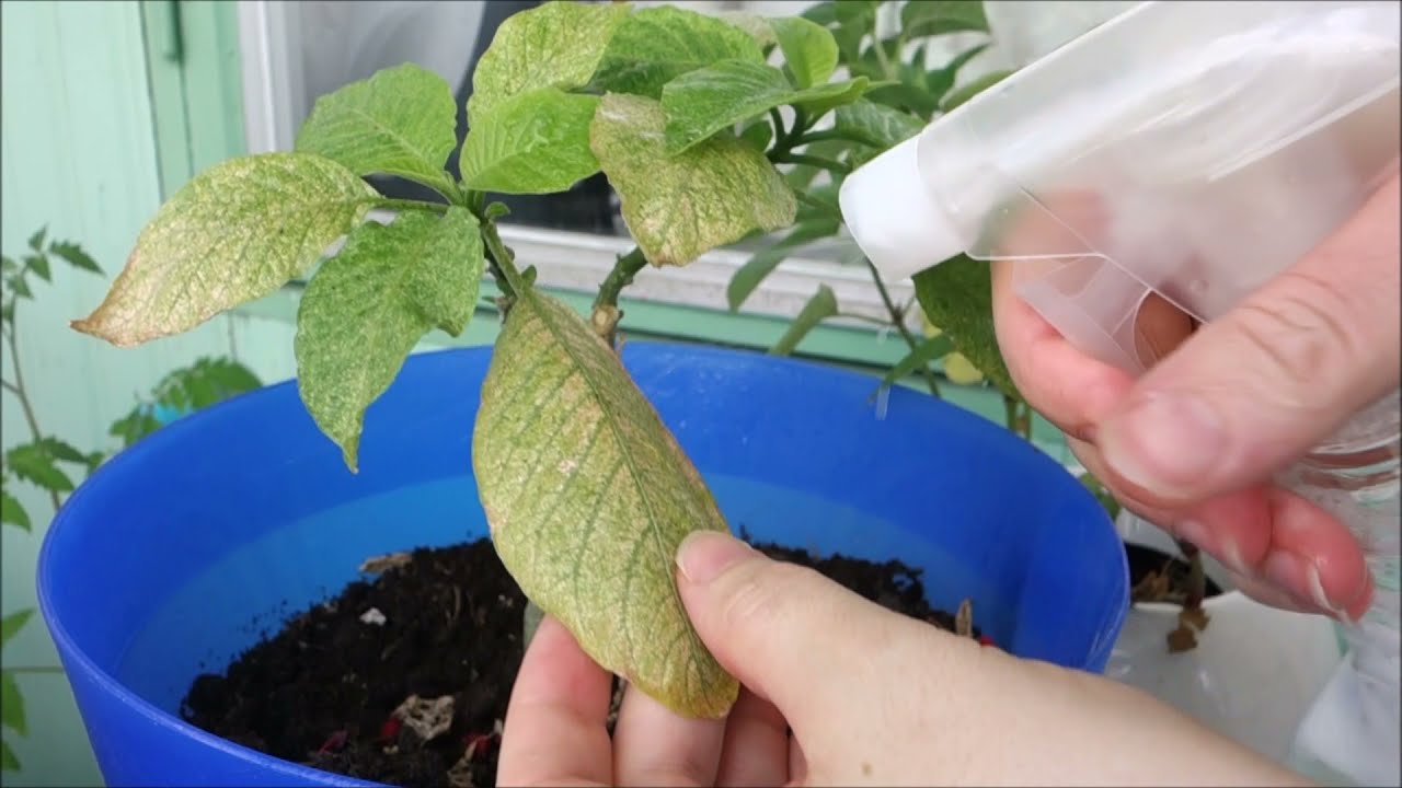 Si te beni vete ilac (spray)ne shtepi per lulet,funksionon 100 %.Si t’i zhdukni insektet nga lulet