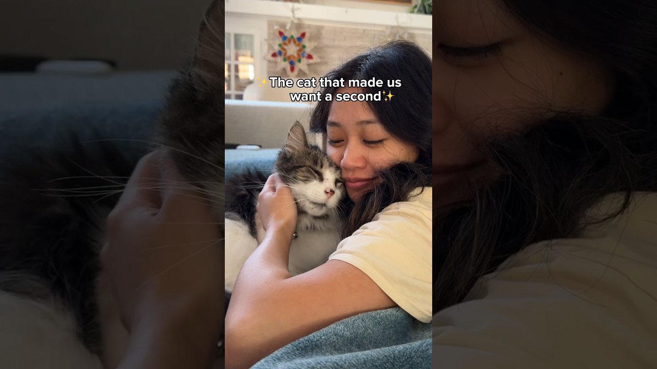 What Adopting Another Cat is Like