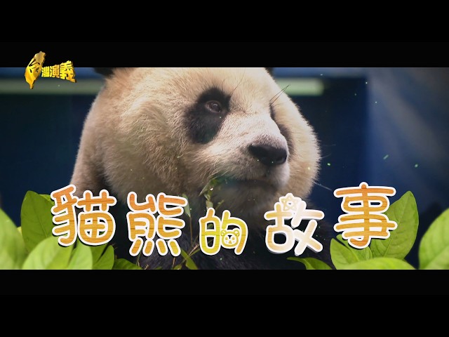 【台灣演義】貓熊的故事 2026.06.14 | Taiwan History