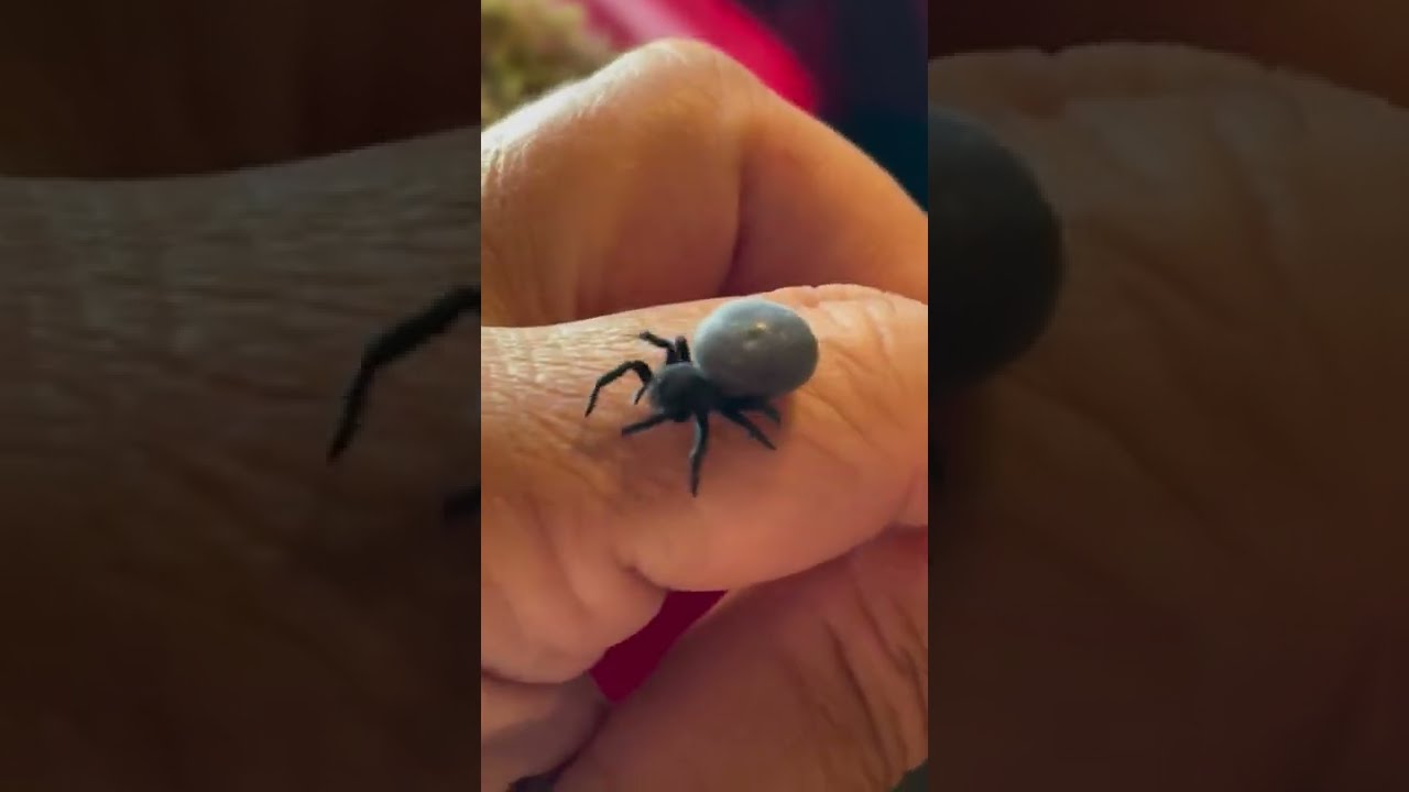 Big Fat Spider(Eresus walckenaerius)