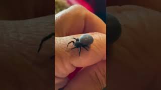 Big Fat Spider(Eresus walckenaerius)