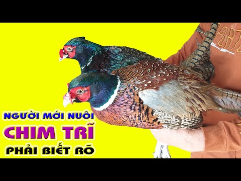 Video: Trứng chim trĩ: đặc tính hữu ích và ảnh