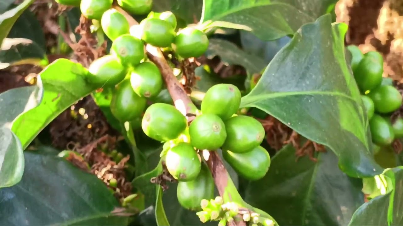 Chào pi nọng nớ mự ni khỏi má hay pi máư 