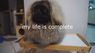 Dog Reviewing Food  Lets Eat w/ Biscuit The Pekingese