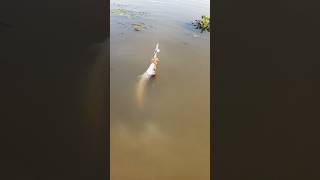 Casting Toman di Batam pakai Umpan Sleter..! #fishing #castingtoman #toman #fypviral #mancingtoman