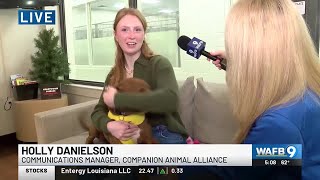 Adopt a ‘Lonely Heart’ at Companion Animal Alliance