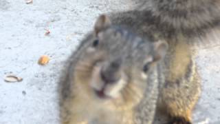 Cute squirrel investigating camera