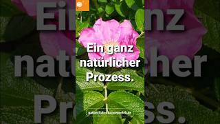 Vertraue, dass alles zu Deinem Besten geschieht 🧡🙏