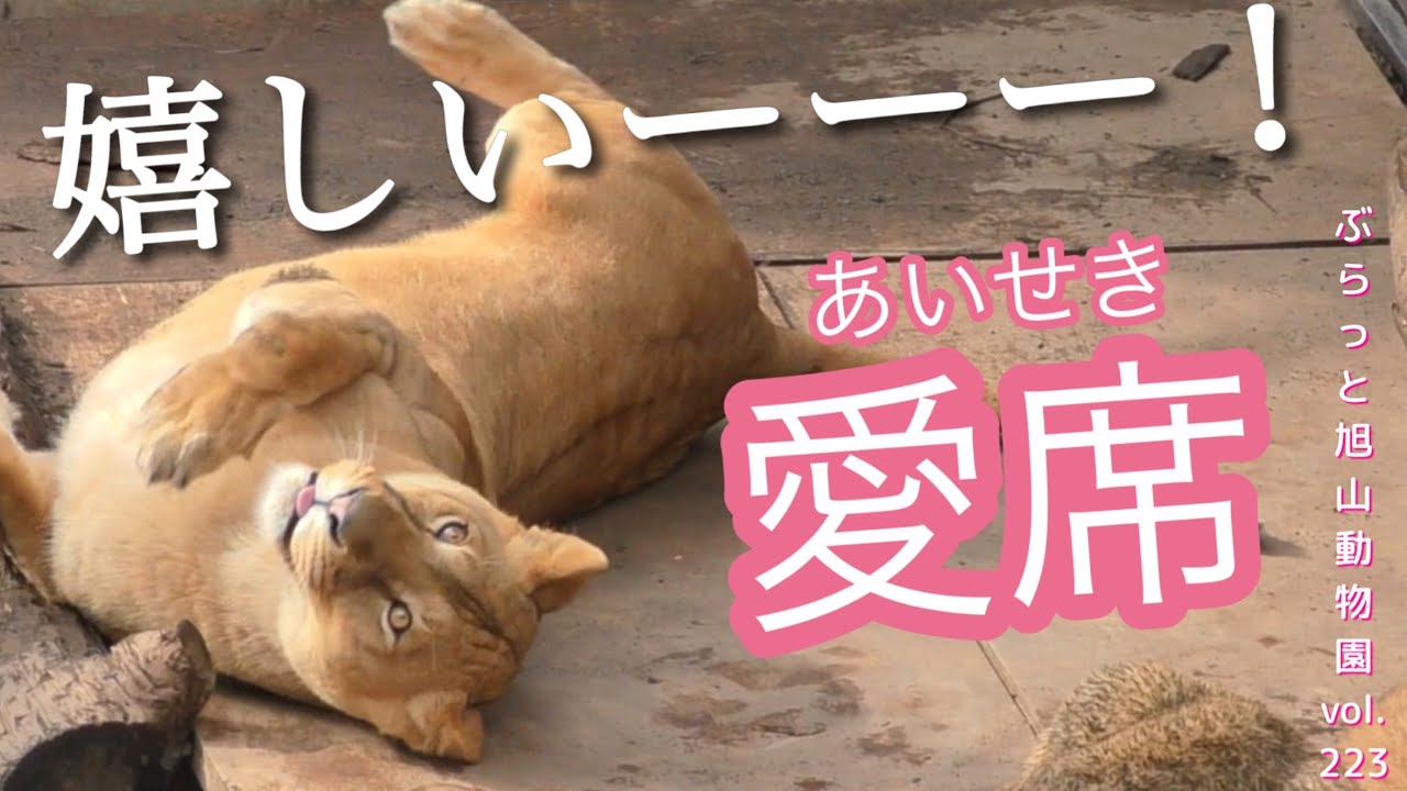 イオ喜ぶのへそ天？初めてオリトと一緒に石に座れて喜ぶ！ライオン家族vol223@旭山動物園/happy to sit on a stone together 4 the 1st time,LION