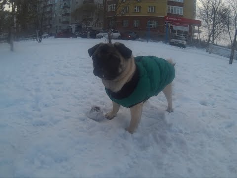 ЧЕМ КОРМИТЬ МОПСА?