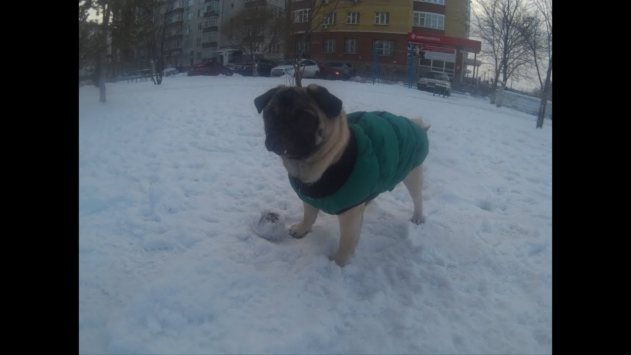 ЧЕМ КОРМИТЬ МОПСА?