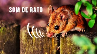 Som de Rato | Brown Rat Squeaking | Rattus Norvegicus