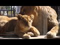 パパと仲良し仔ライオン  in  桐生が岡動物園 の動画、YouTube動画。