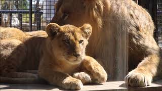 パパと仲良し仔ライオン in 桐生が岡動物園