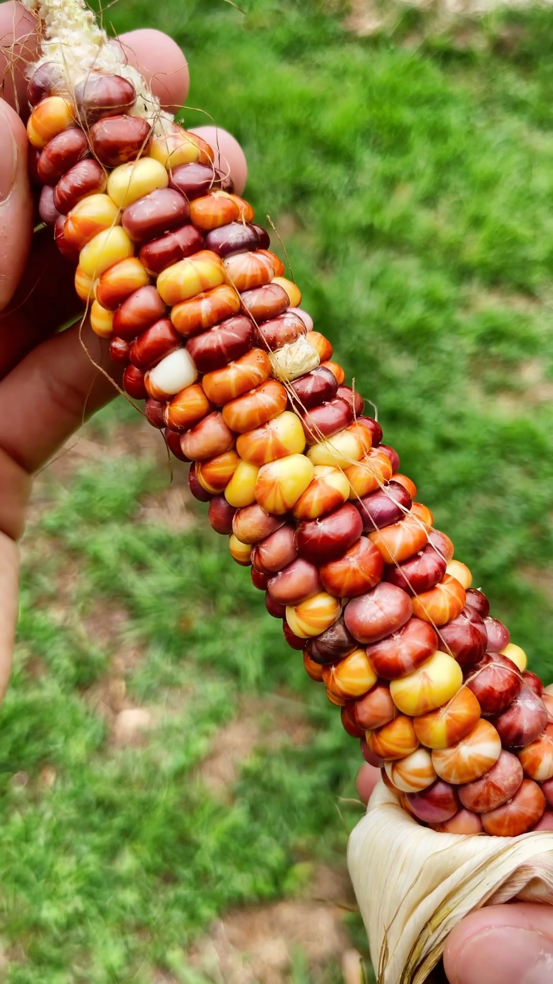 Look at this colorful corn! 🌽 ✨ #garden #farming #satisfying