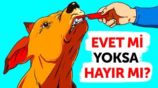 Köpeğinize Bu 30 Şeyi Yapıyorsanız Hemen Durun!