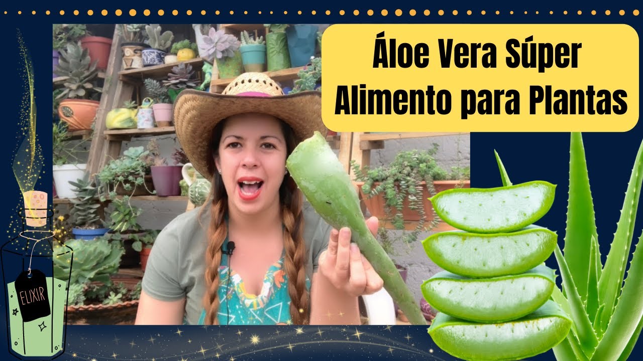 Súper alimentó para plantas a base de Àloe Vera! 🫶🏼👍🏼