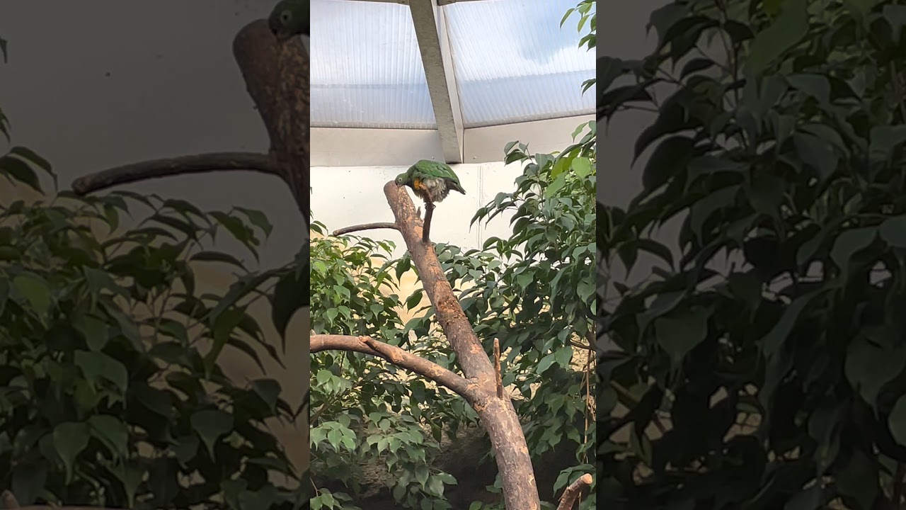 Orangebauchfruchttaube (Orange-Bellied Fruit-Dove / Ptilinopus iozonus)