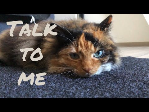 How to interact with cats? | cat science