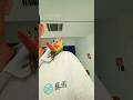 The parrot can sit on its owner's shoulder without falling off.#birds #parrot #pets #parrots #shorts