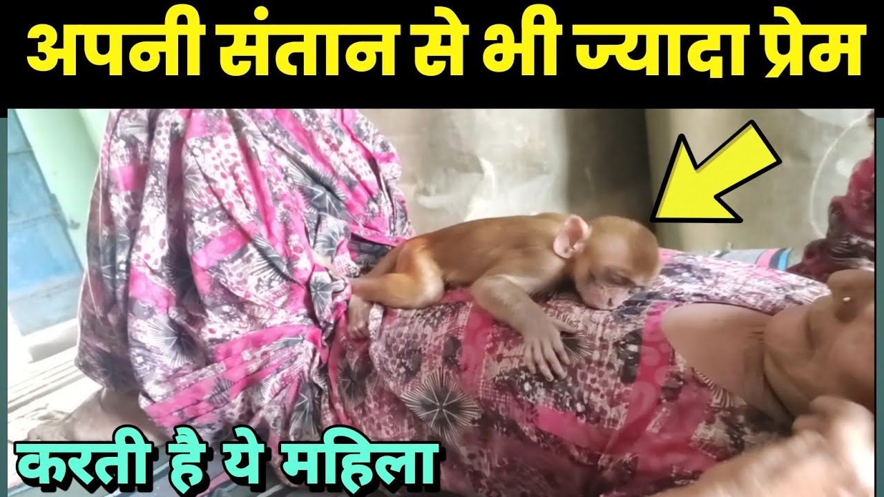 मखंड गांव की यह महिला अपनी संतान से भी ज्यादा प्रेम करती है इस बंदरिया को!
