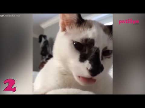 Kediler Kadar Garip 17 Akıl Almaz Kedi Davranışı