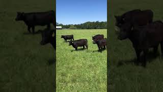 Cattle Range Listing# 106C832-201