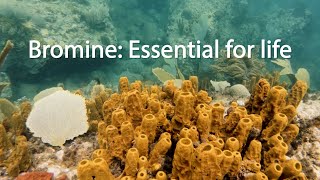 Bromine: Essential for life – an interview with Dr. Gordon W. Gribble