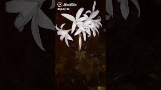 Bunga Crinum Warna Putih Cantik