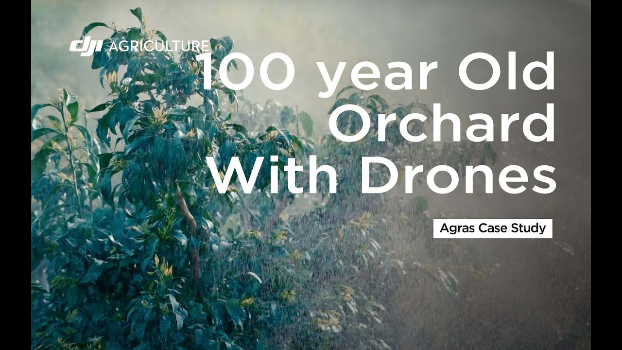 100 Year Old Citrus Orchard Spraying With Drones