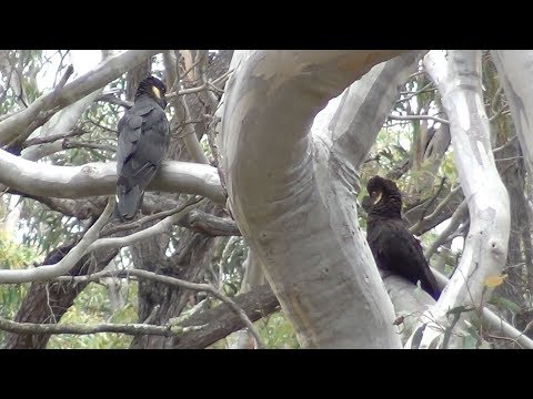 Yellow Tailed Black Cockatoos, in bushland, Bundanoon, NSW @kurvapicsa