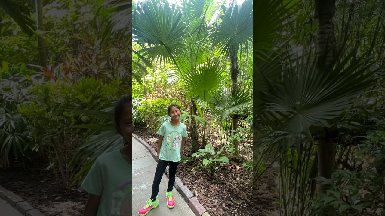 Merry Christmas from Key West 🎄 Visiting Hemingway house.