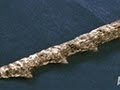 Ancient Spears Found in Fish | Mermaids