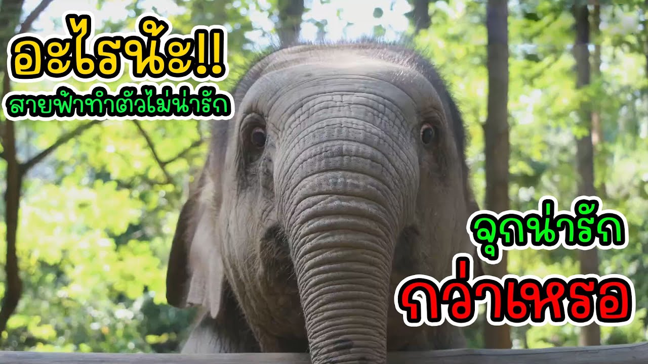 แสบสนิทลูกศิษย์พี่จั่น ส้มจุกมีนา เด็กหญิงขาแวะ