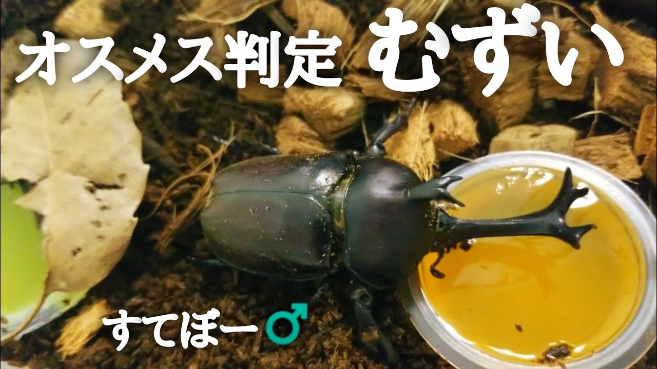 カブトムシ飼育 オスメス判別むずい すてぼー 性別間違えまくり Youtube