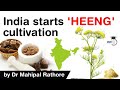 India starts Heeng cultivation for the first time - Facts about Heeng production and consumption