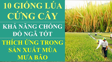 10 giống lúa cứng cây ít đổ ngã thích ứng trong sản xuất mùa mưa bão