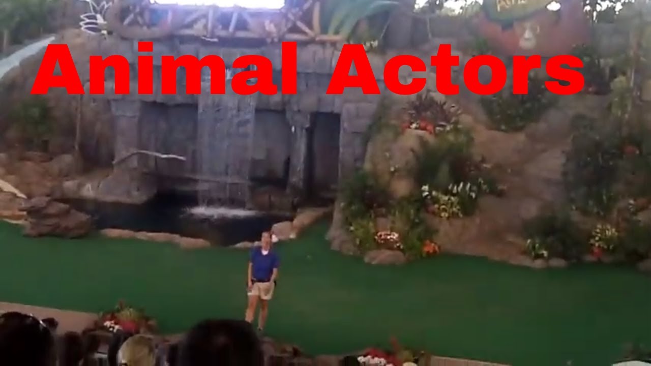 Animal Actors Pet Show Universal Studios Orlando Florida YouTube