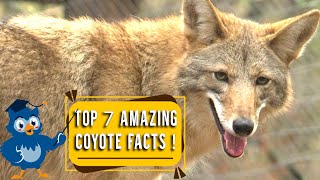 Top 7 Amazing Facts About Coyotes